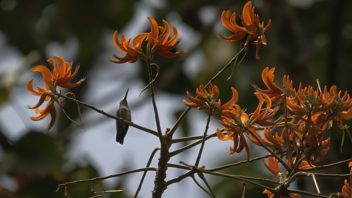 kolibřík zrcadlový - ML585813051