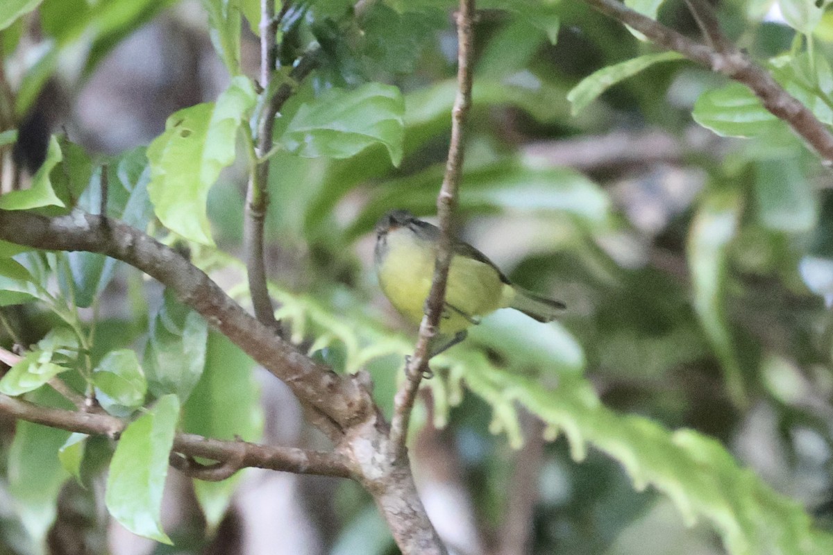 Timor Leaf Warbler - Andrew William