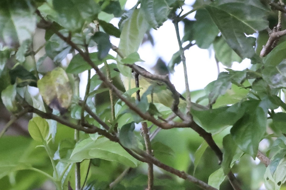 Timor Leaf Warbler - Andrew William