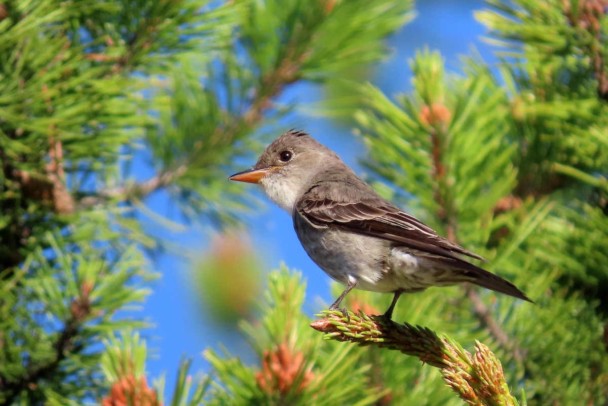 Olive-sided Flycatcher - ML585814071