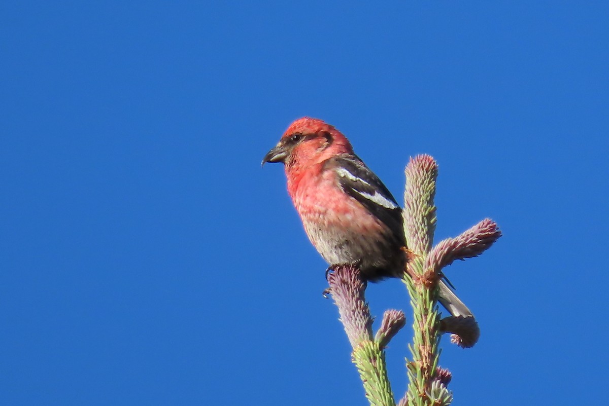 White-winged Crossbill - ML585814161