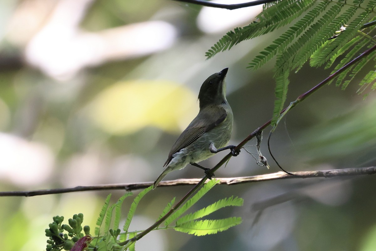 Golden-rumped Flowerpecker - ML585814281