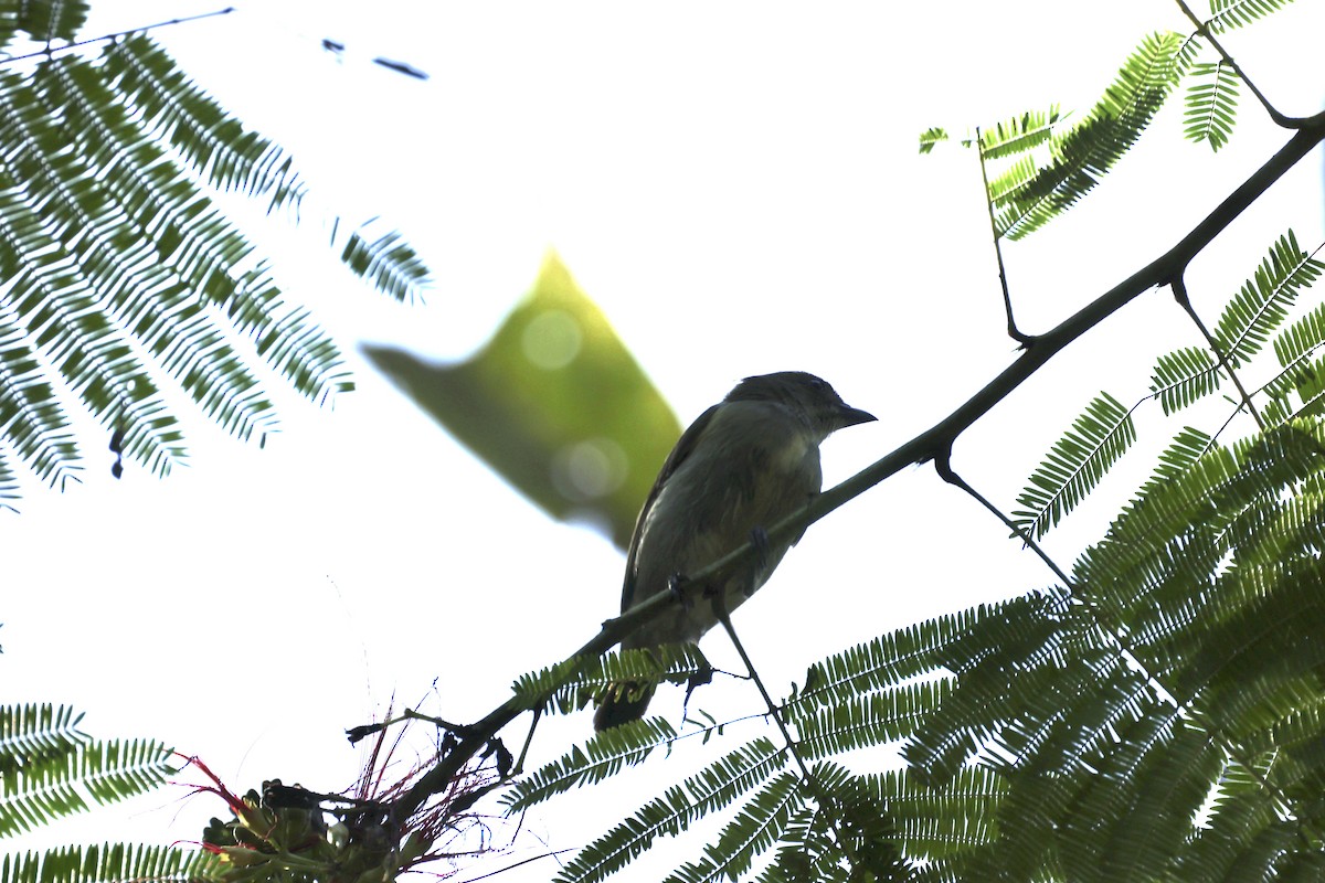 Golden-rumped Flowerpecker - ML585814321