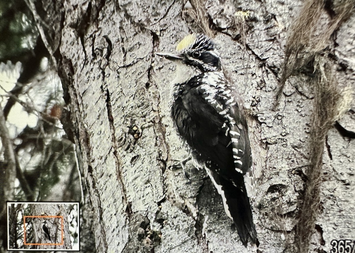 American Three-toed Woodpecker - Darchelle Worley