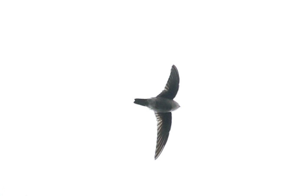 White-nest Swiftlet - Andrew William