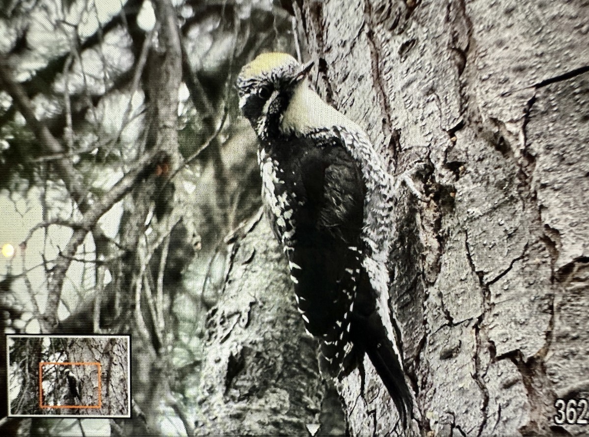 American Three-toed Woodpecker - ML585814931