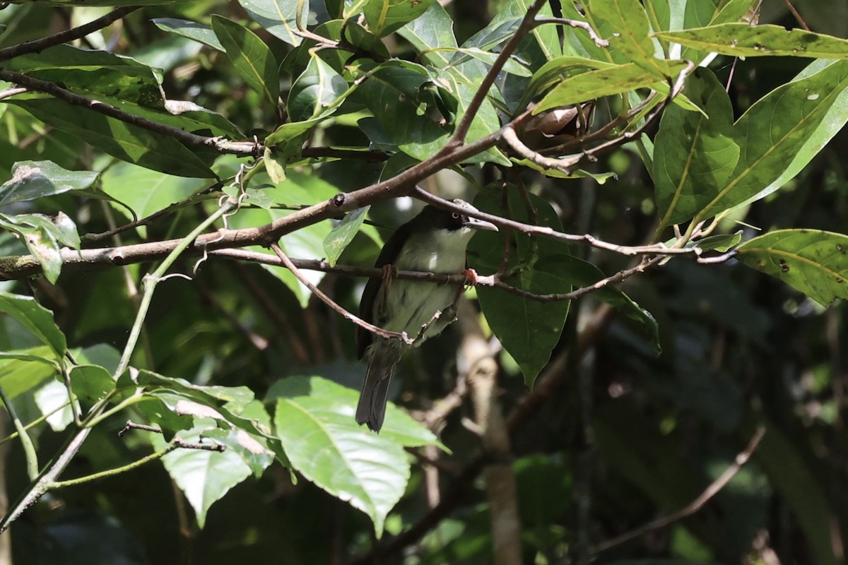 Flores White-eye - ML585815161