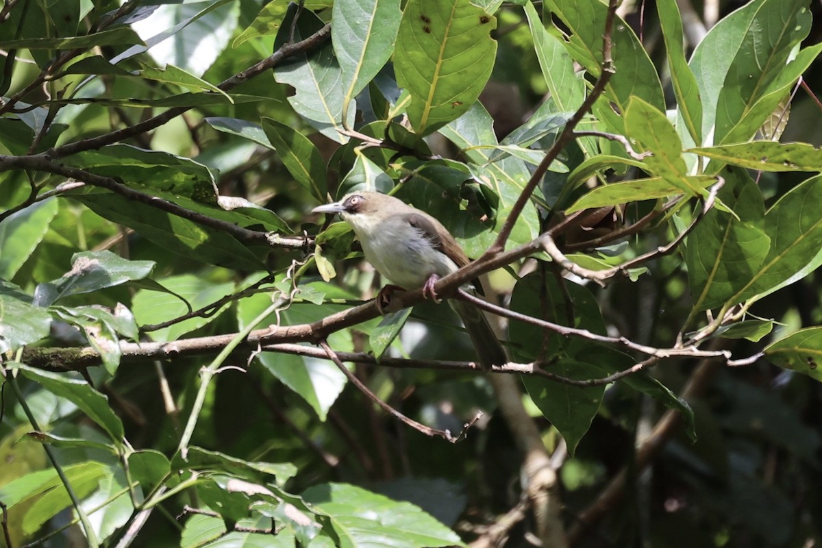 Flores White-eye - Andrew William