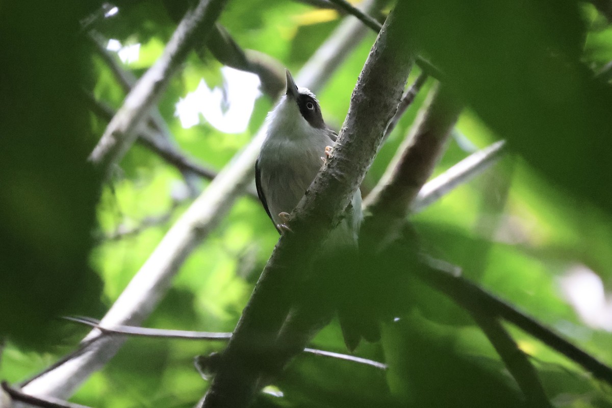 Flores White-eye - Andrew William