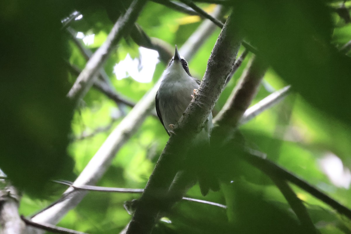 Flores White-eye - ML585815211