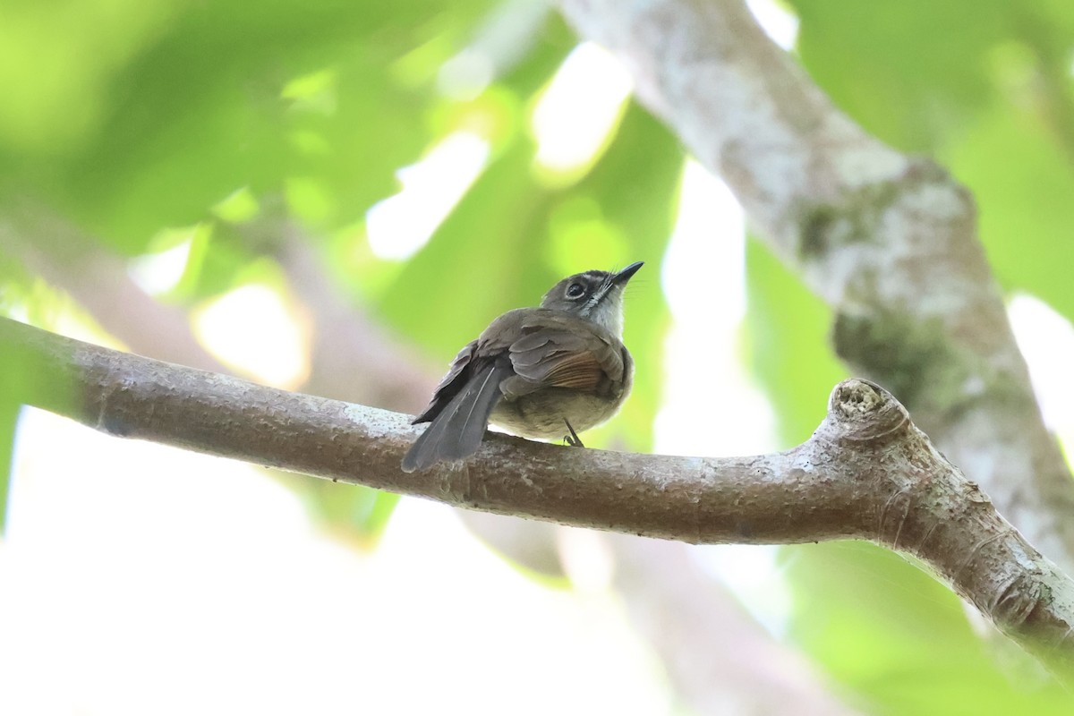 Brown-capped Fantail - ML585815291