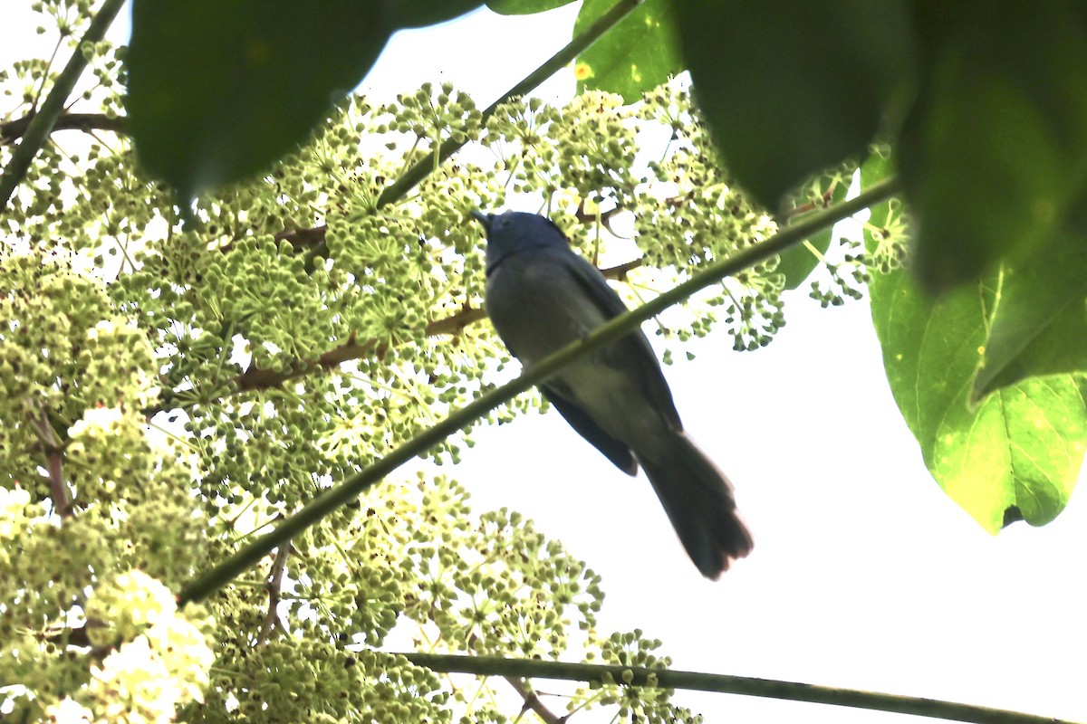 Brown-capped Fantail - ML585815331