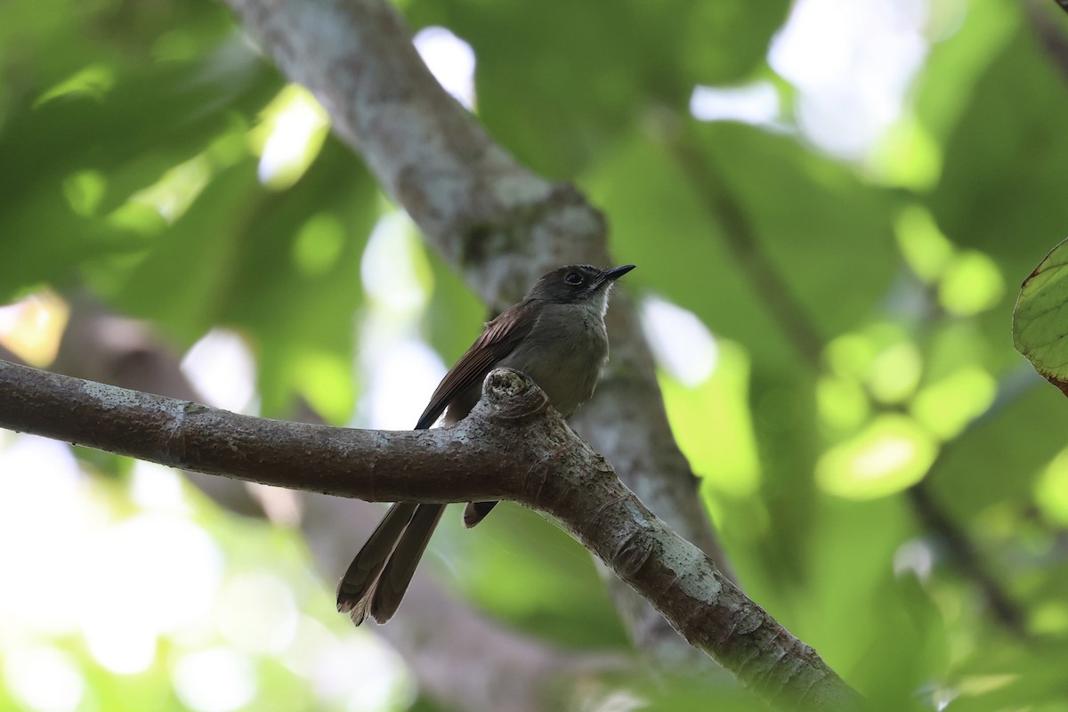 Brown-capped Fantail - ML585815361