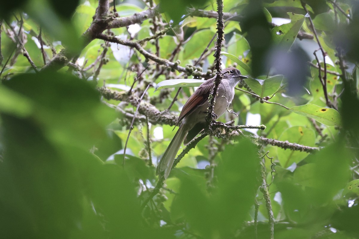 Brown-capped Fantail - ML585815511