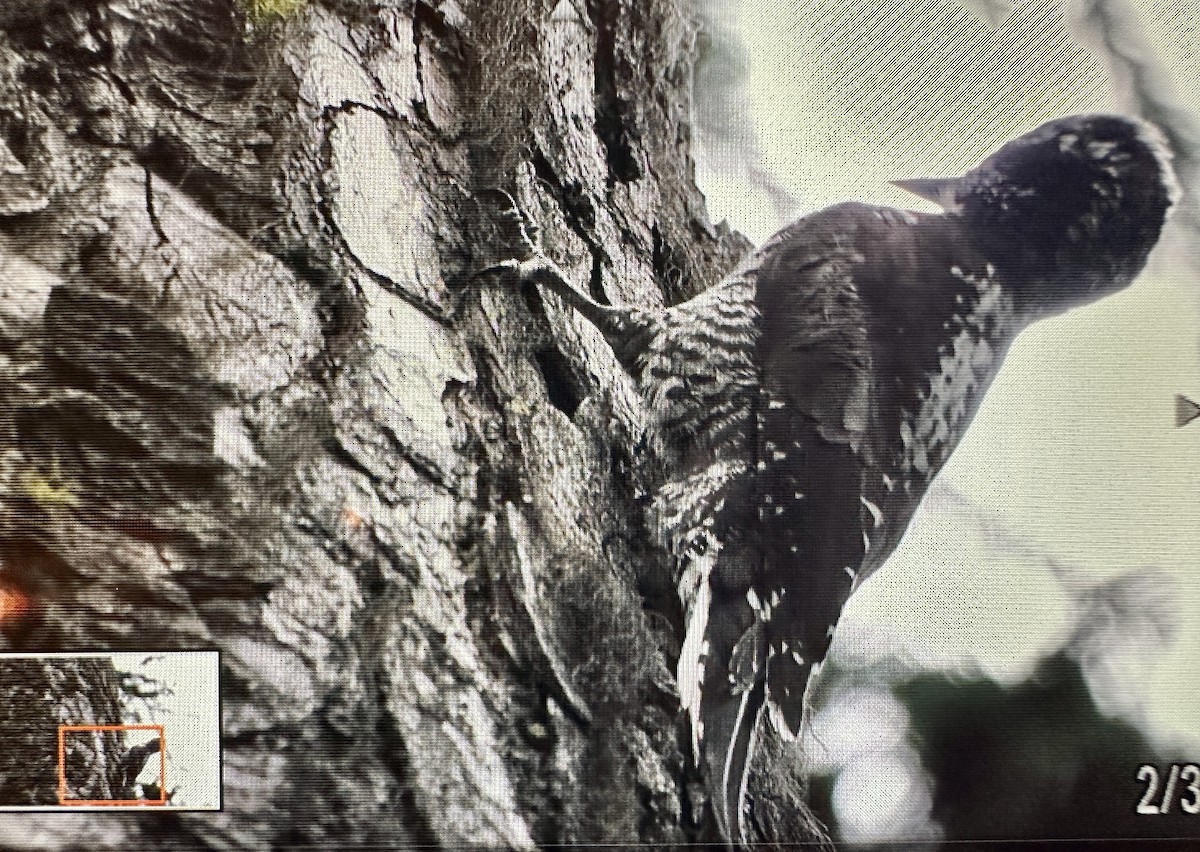 American Three-toed Woodpecker - Darchelle Worley