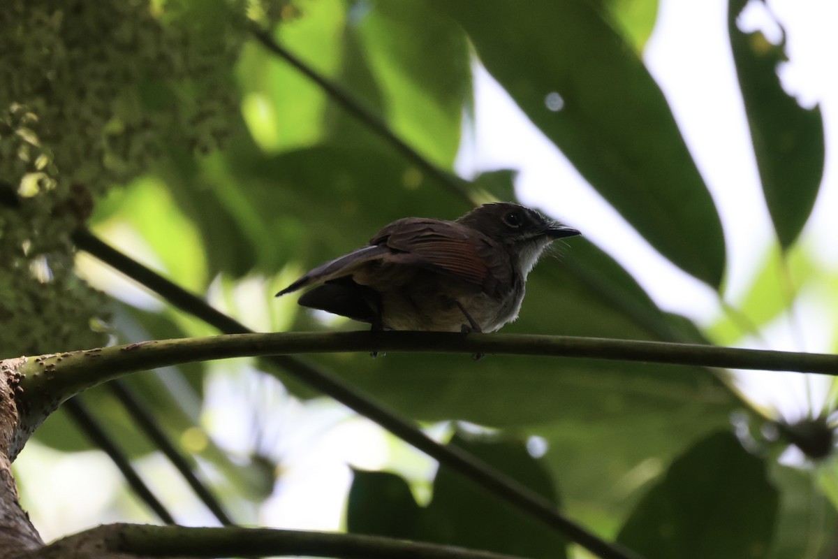 Brown-capped Fantail - ML585815741