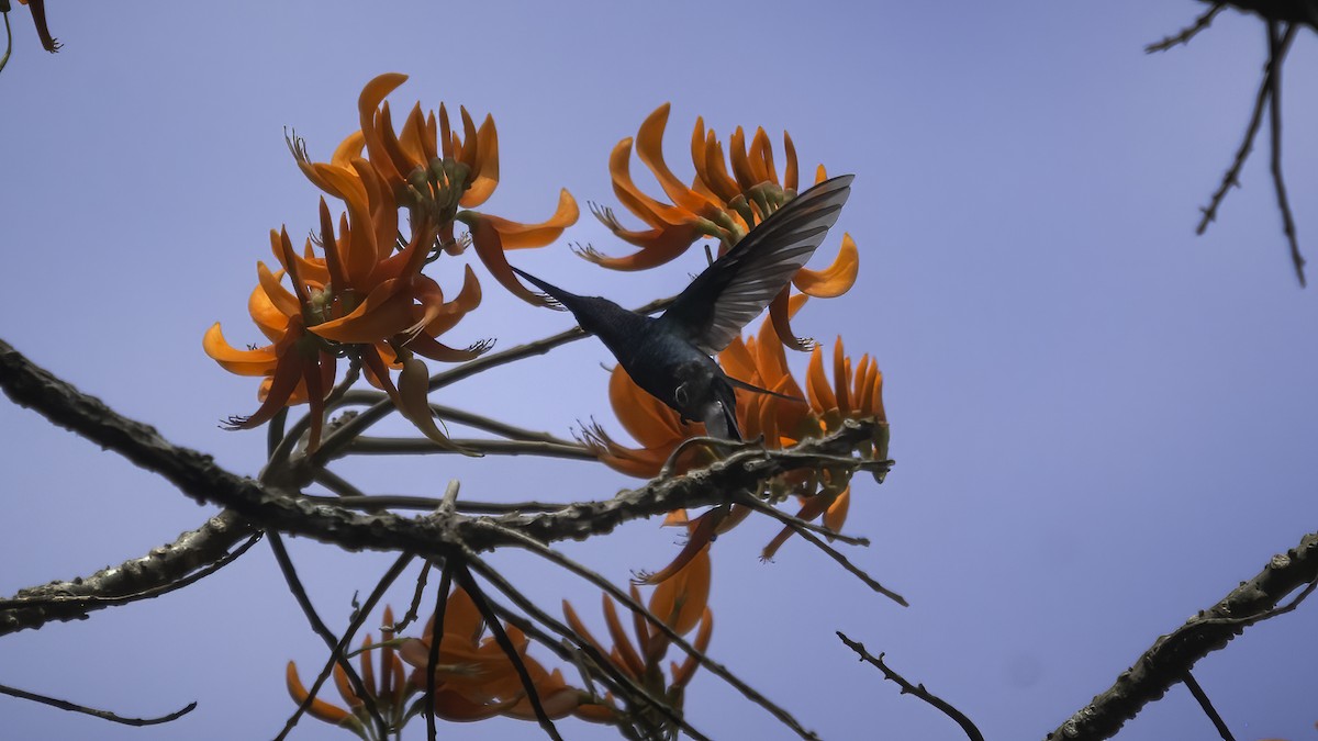 kolibřík bělořitý [skupina buffonii] - ML585815791