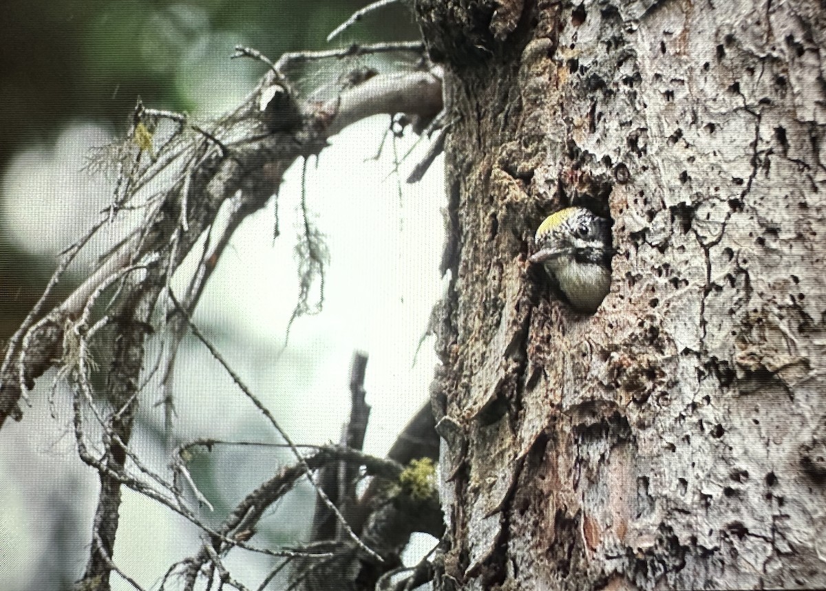 American Three-toed Woodpecker - Darchelle Worley
