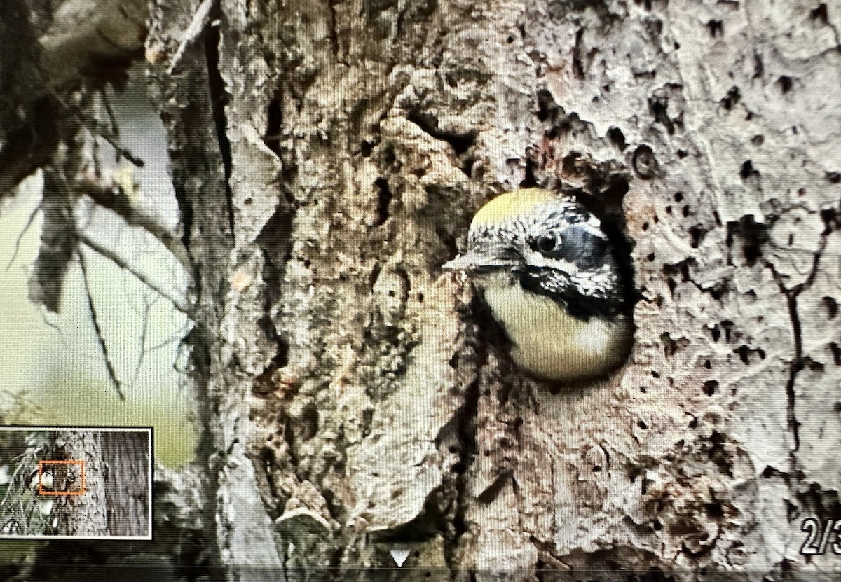 American Three-toed Woodpecker - Darchelle Worley