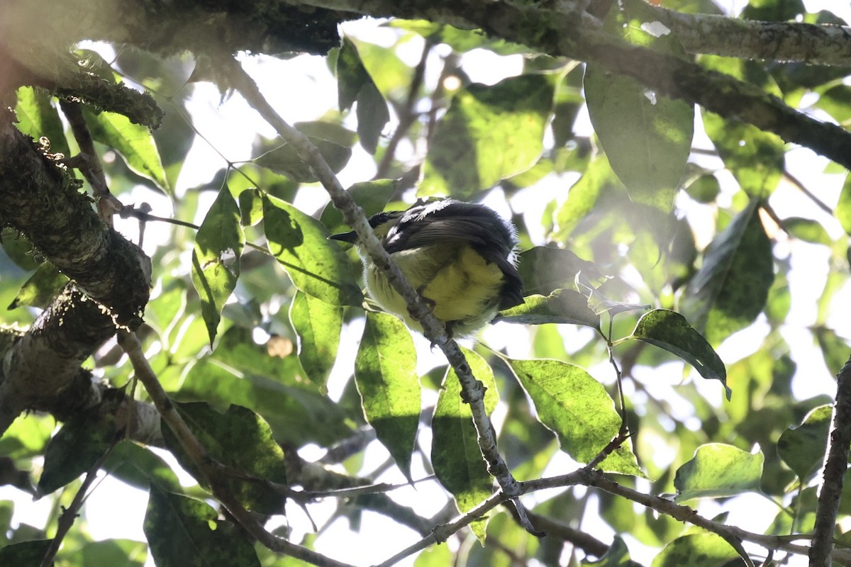 Dark-crowned White-eye - ML585815861