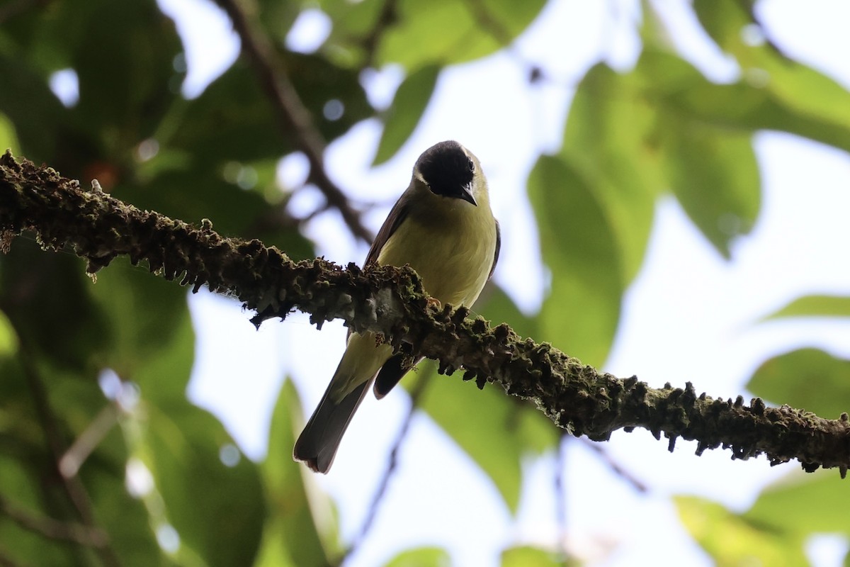 Schopfbrillenvogel - ML585815871