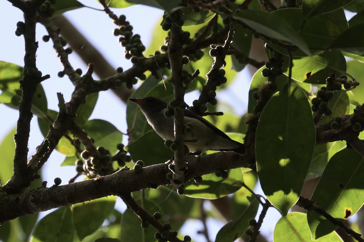 Golden-rumped Flowerpecker - ML585816411