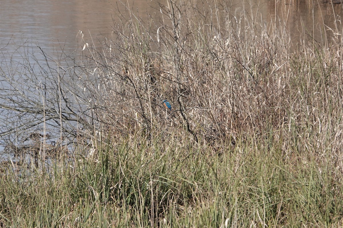 Номин шогшир - ML585816721