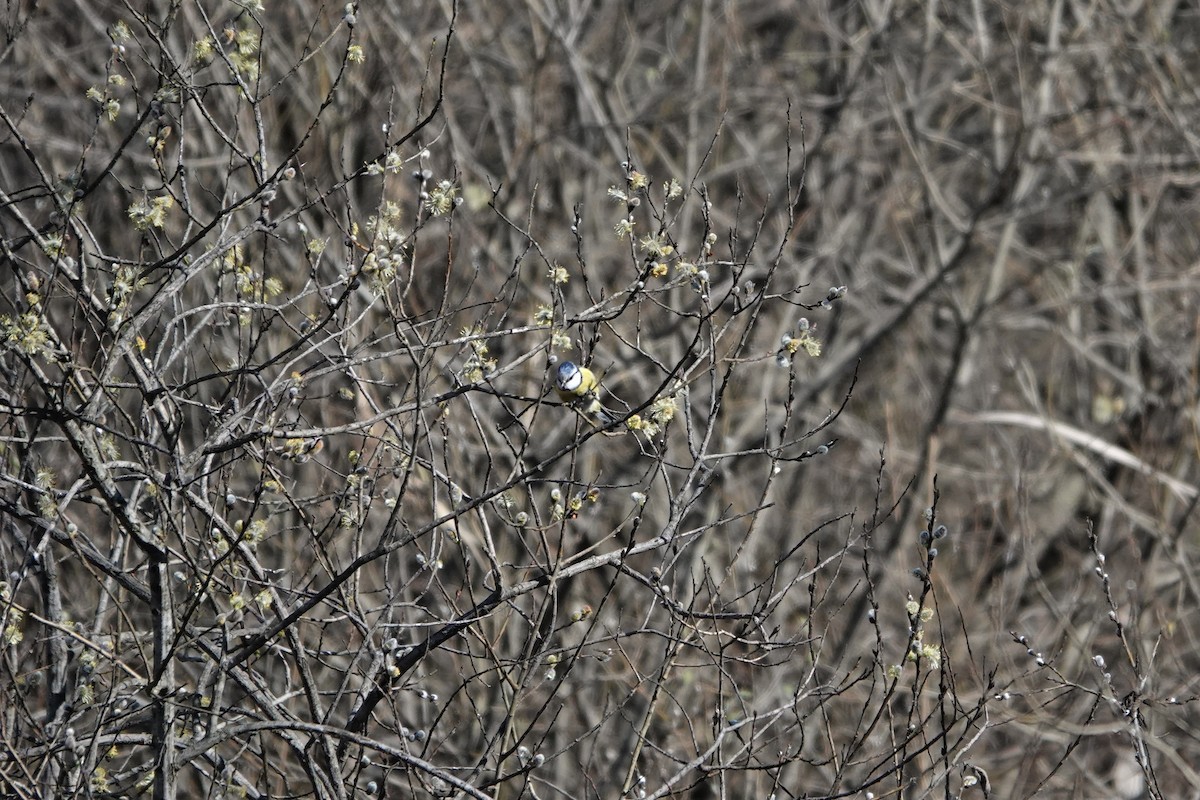 Өрнийн хөх бух - ML585816911