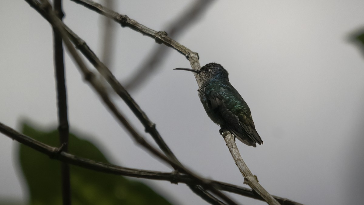 Steely-vented Hummingbird - ML585816921