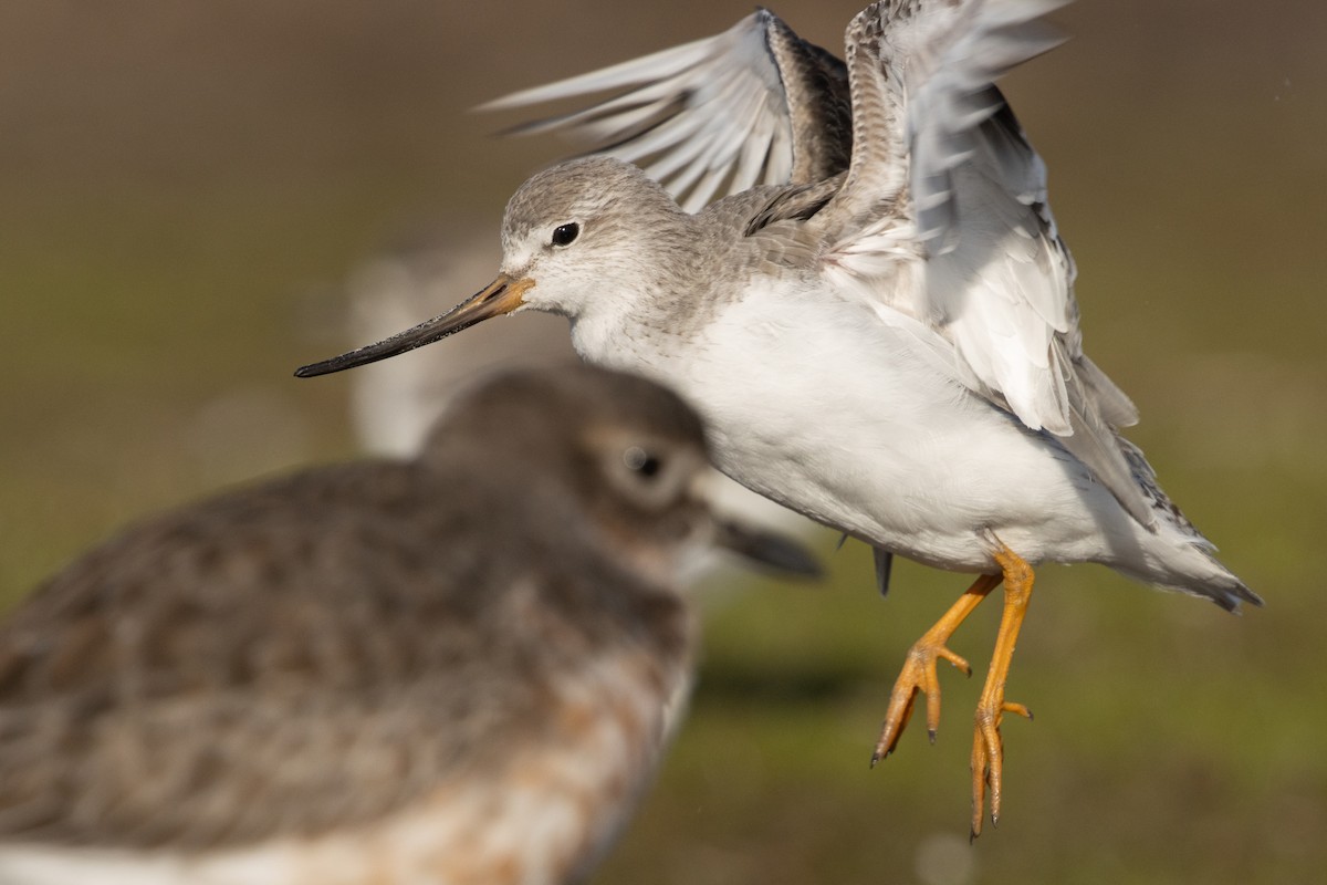 Terek Sandpiper - Bradley Shields