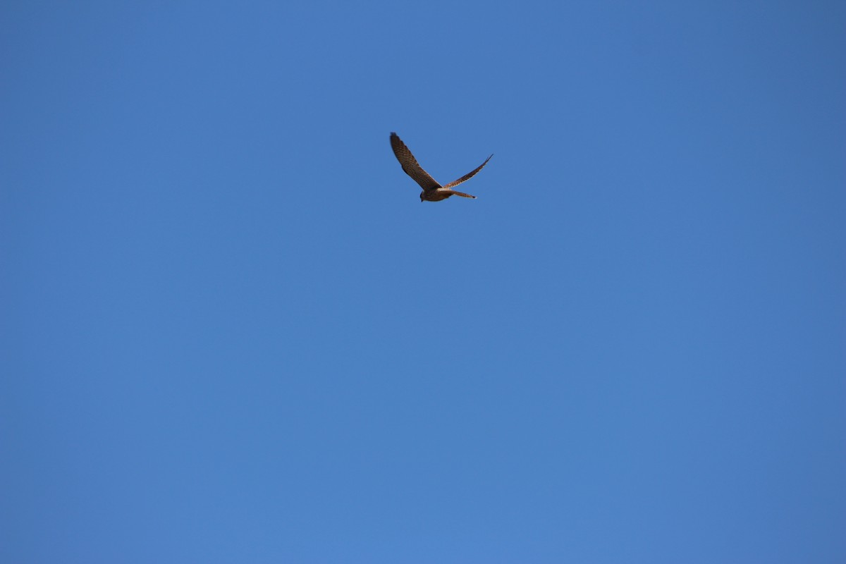 Eurasian Kestrel (Eurasian) - ML585818261