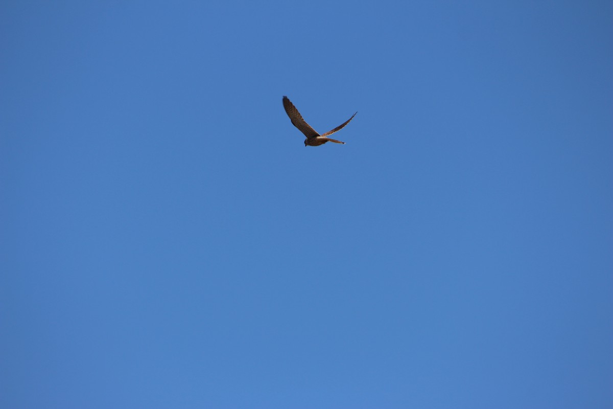 Eurasian Kestrel (Eurasian) - ML585818261