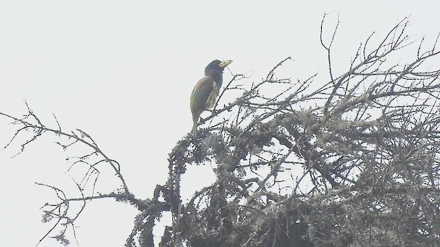 Great Barbet - ML585818671