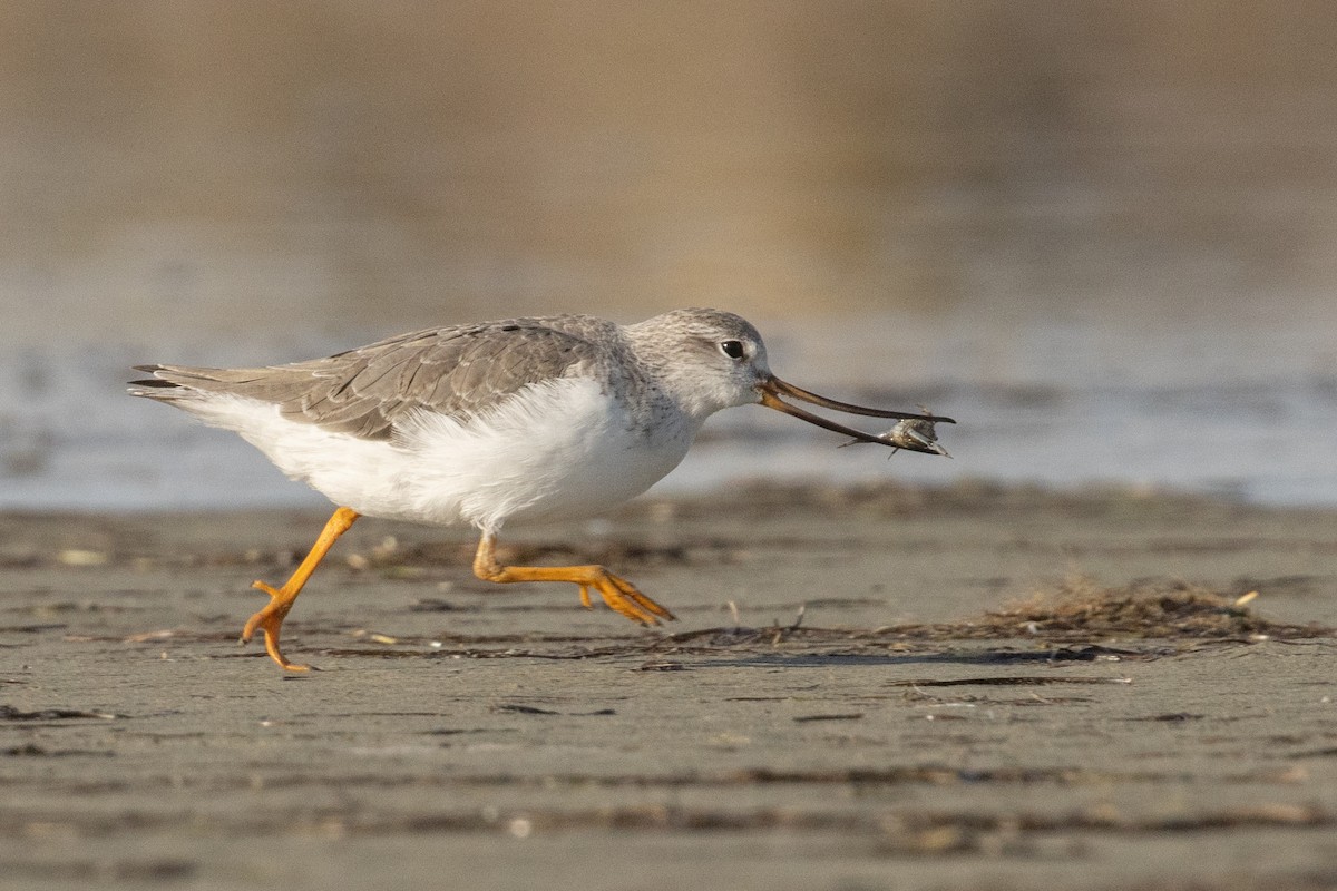 Terek Sandpiper - Bradley Shields