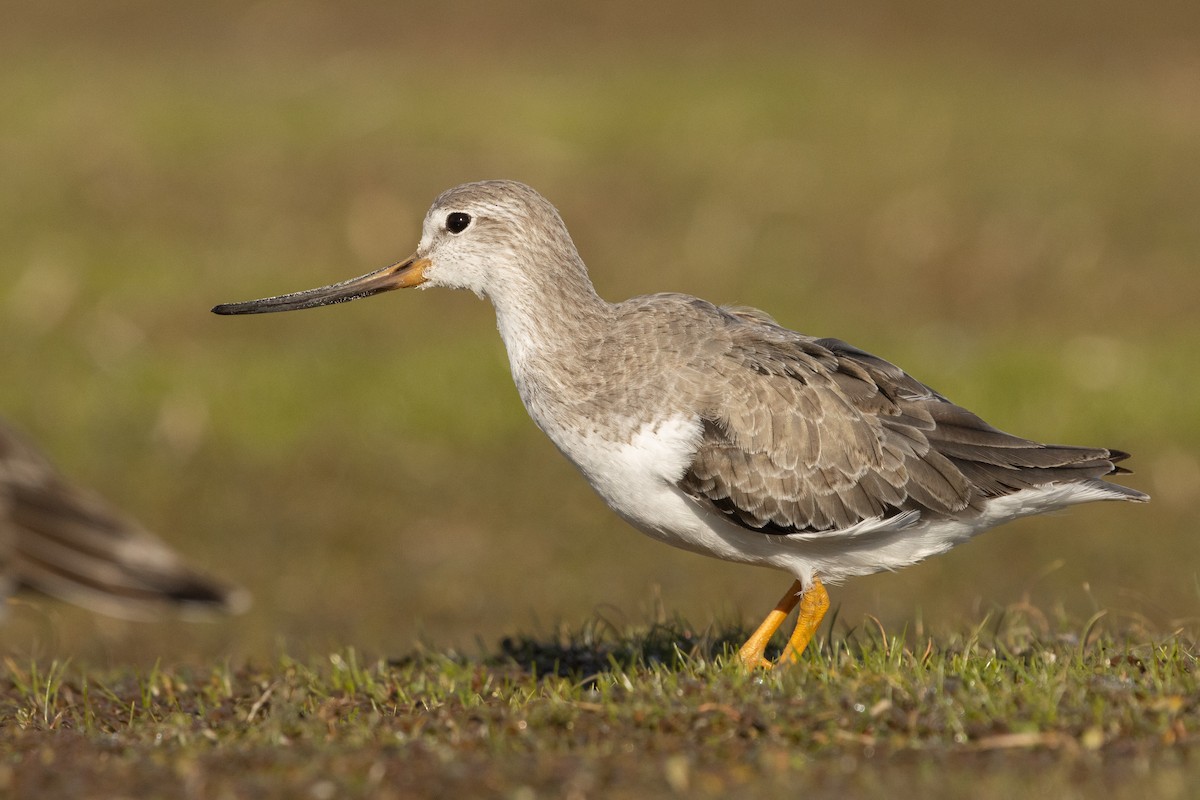 Terek Sandpiper - Bradley Shields