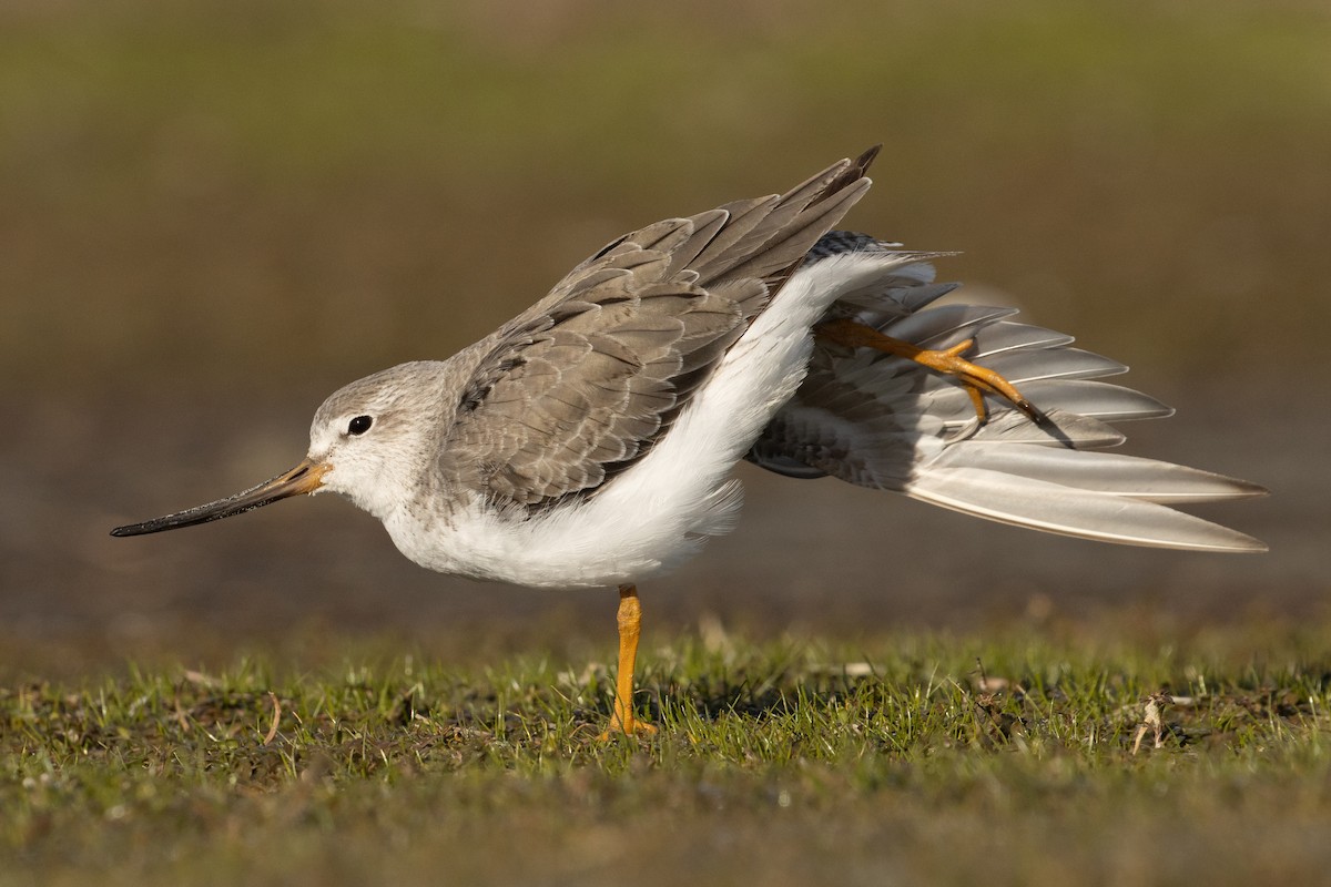 Terek Sandpiper - ML585818981