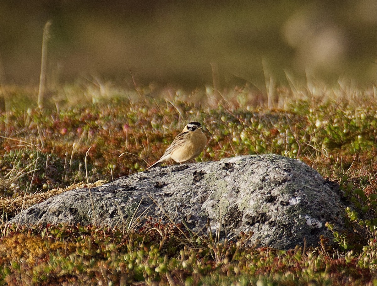 Smith's Longspur - ML585821151