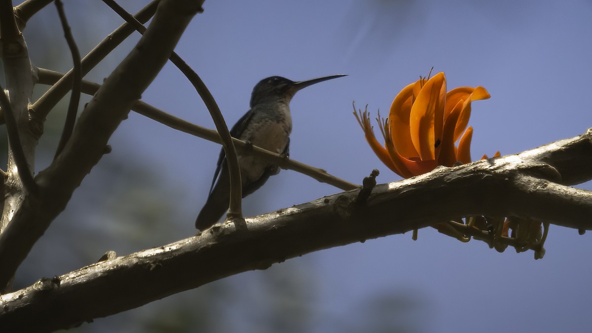 Glittering-throated Emerald - Markus Craig