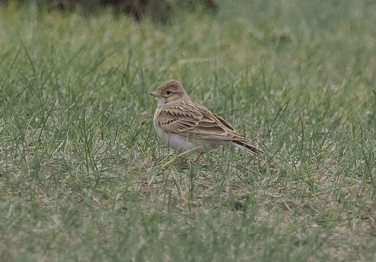 Asian Short-toed Lark - Ray O'Reilly