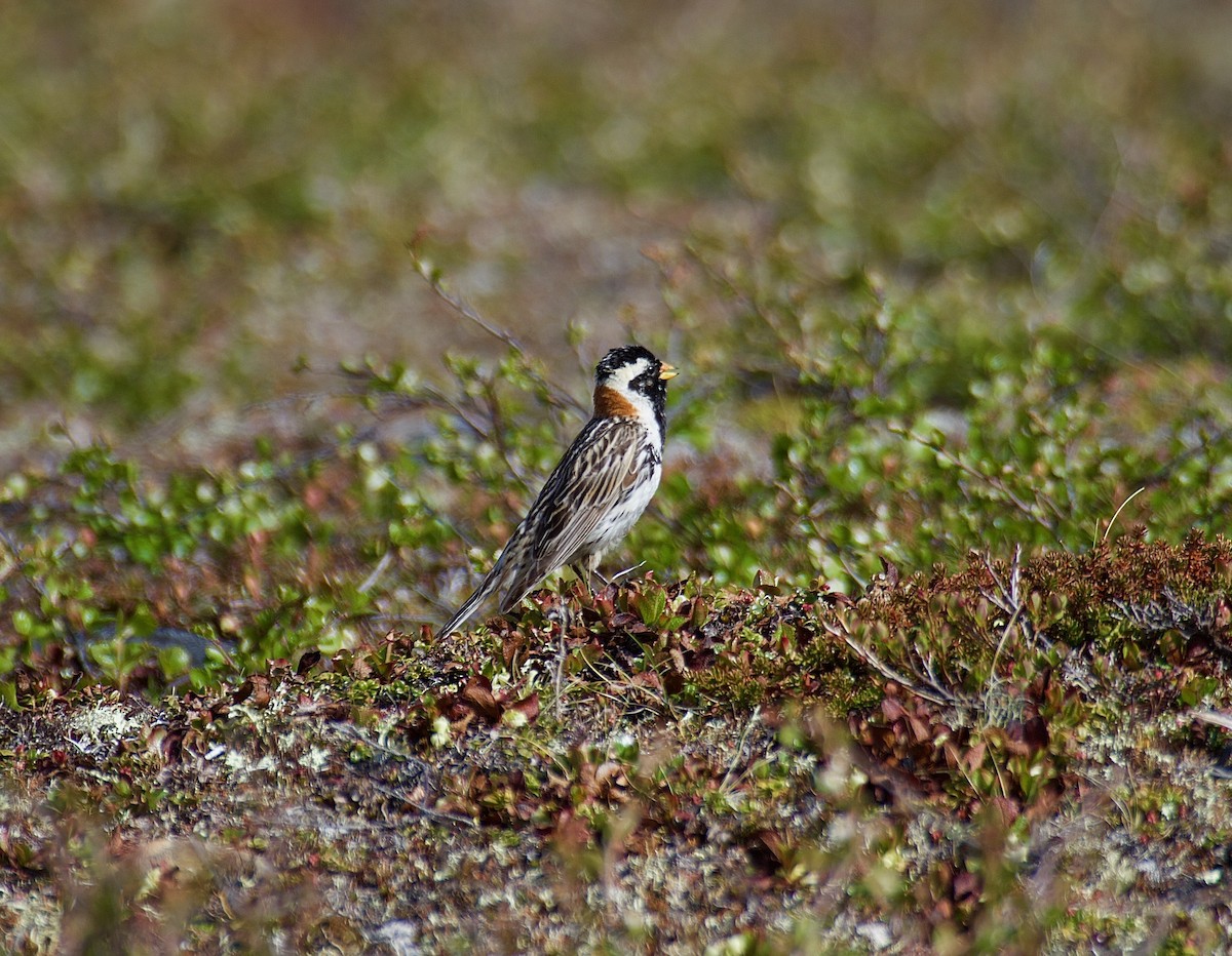 Lapland Longspur - Junco Bullick