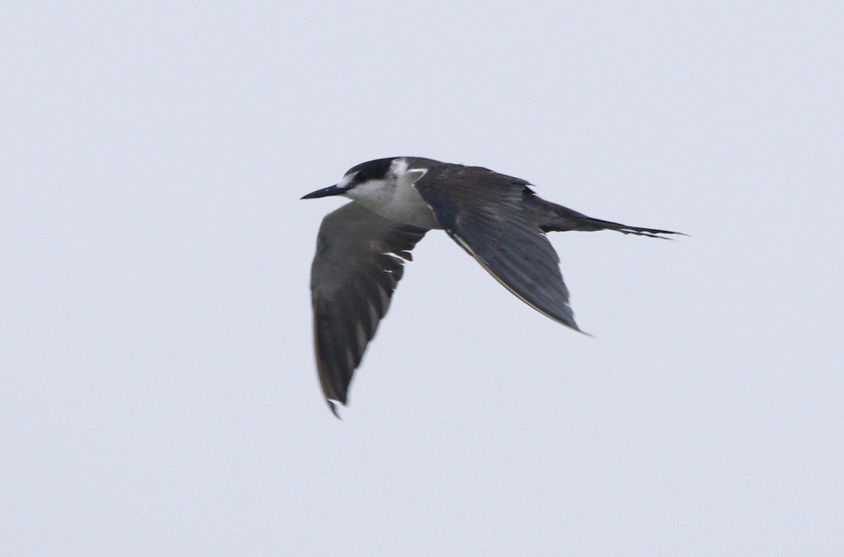 Sooty Tern - ML585823641