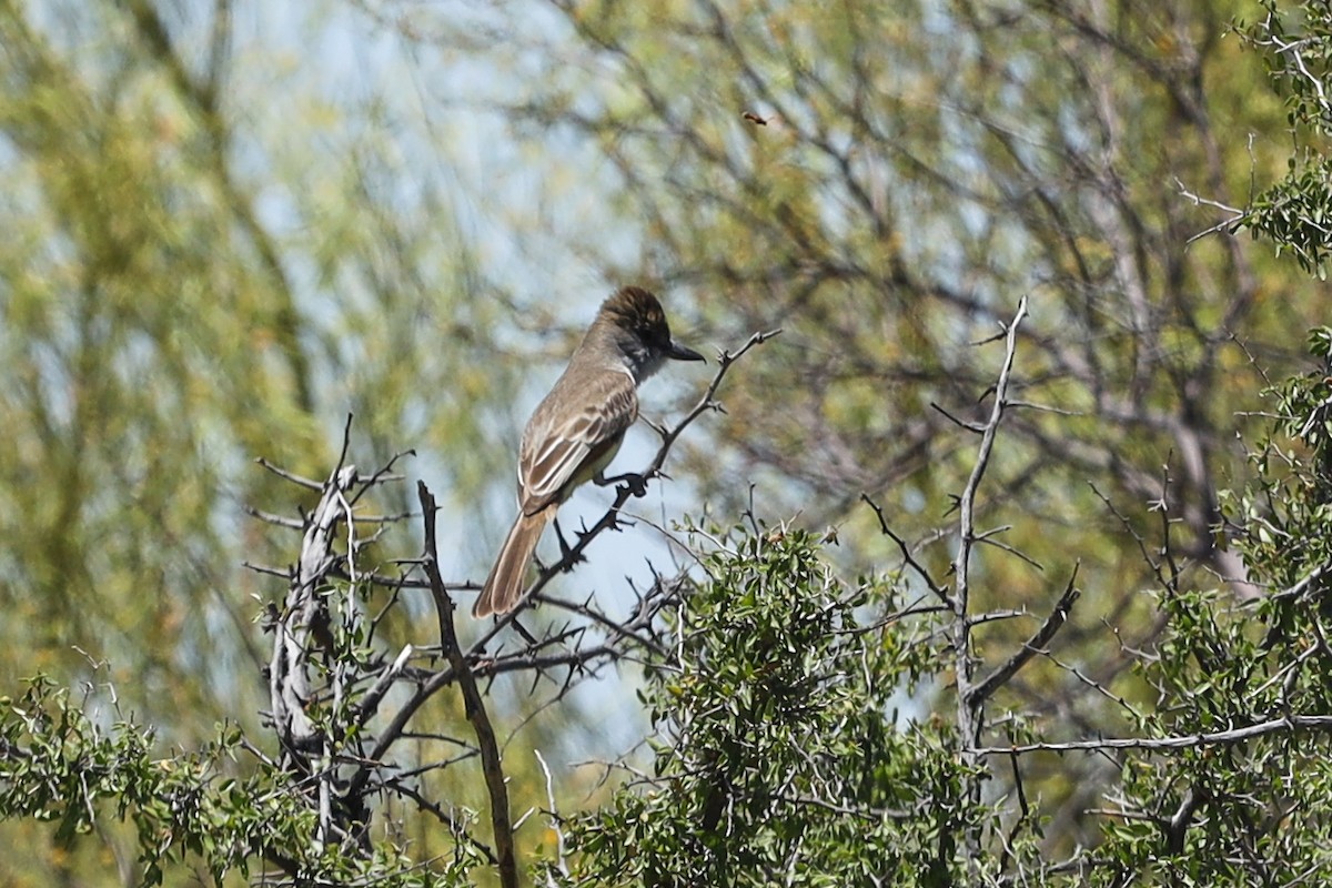 new world flycatcher sp. - ML585824931