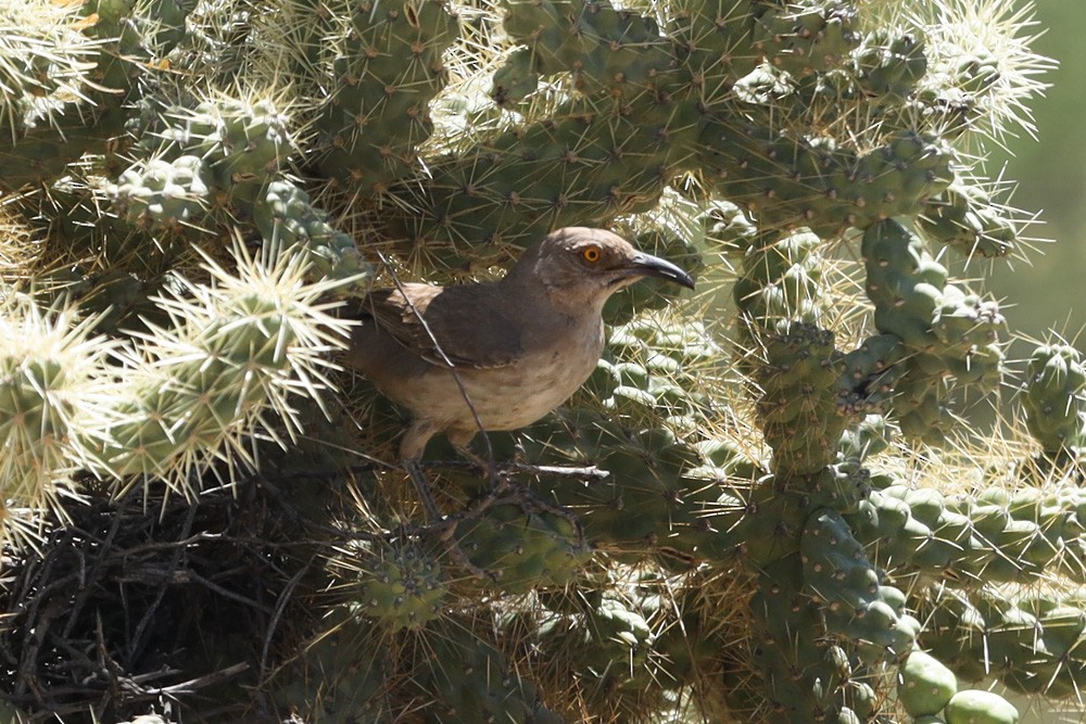 Curve-billed Thrasher - ML585825101