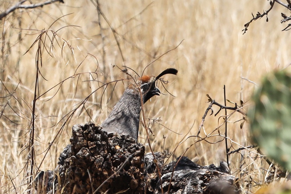 Gambel's Quail - ML585825191