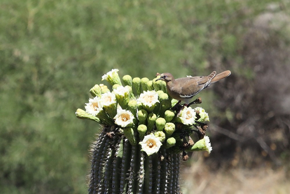 White-winged Dove - Natalie Raeber