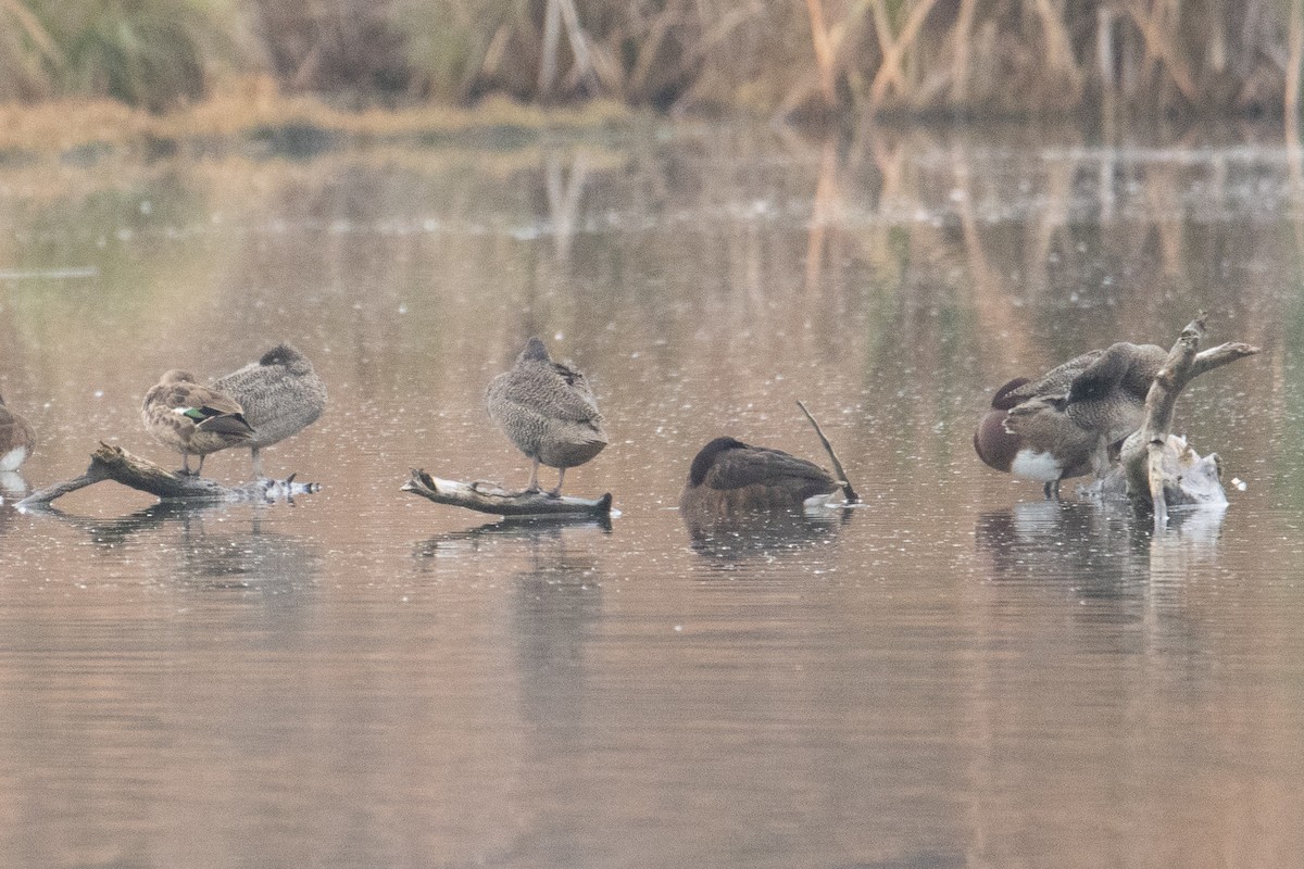 Freckled Duck - Jake Hillygus