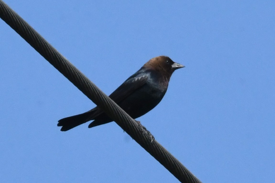 Brown-headed Cowbird - David True