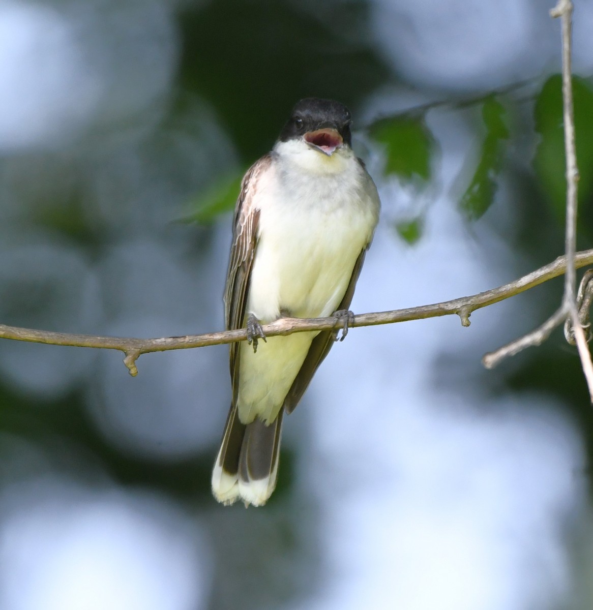 Eastern Kingbird - ML585826061