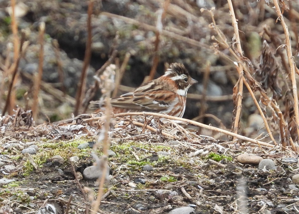 Rustic Bunting - Nick Komar