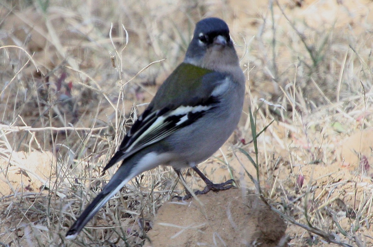 African Chaffinch (Tunisian) - ML585827201
